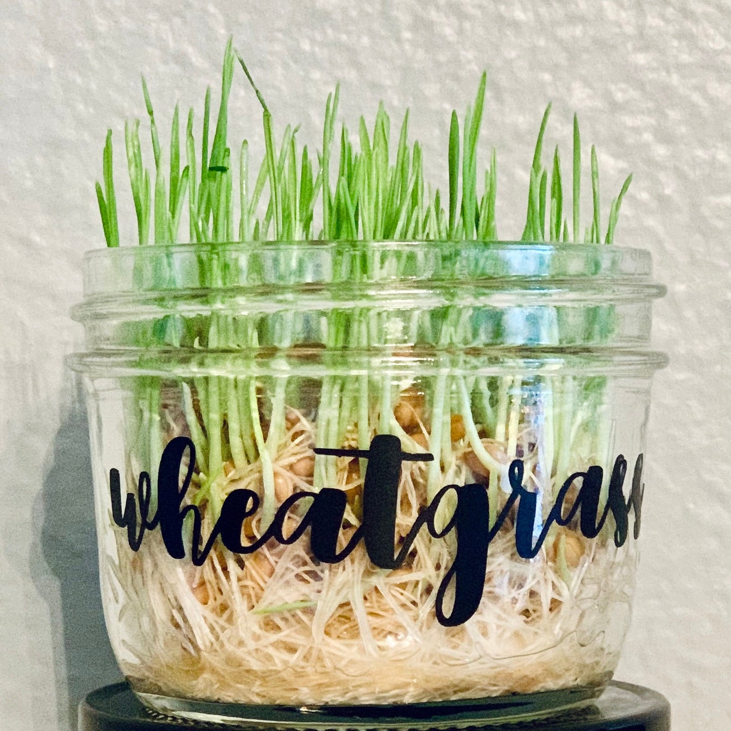 Organic Wheatgrass Growing Kit- Jar w/ 5 oz Bag