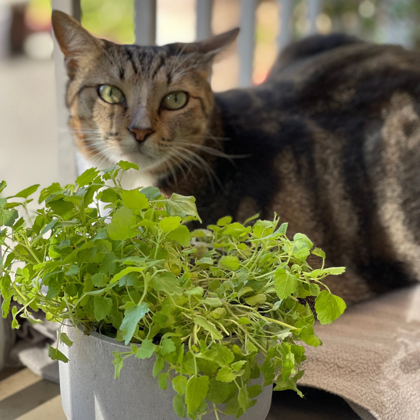 Organic, Non-GMO Catnip Seeds