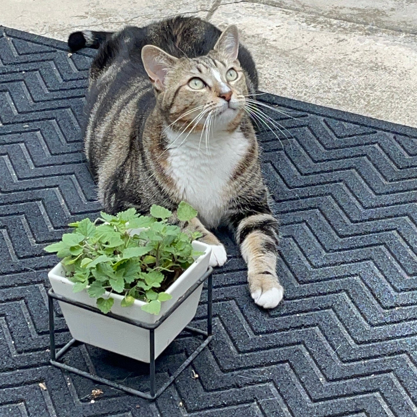 Organic, Non-GMO Catnip Seeds