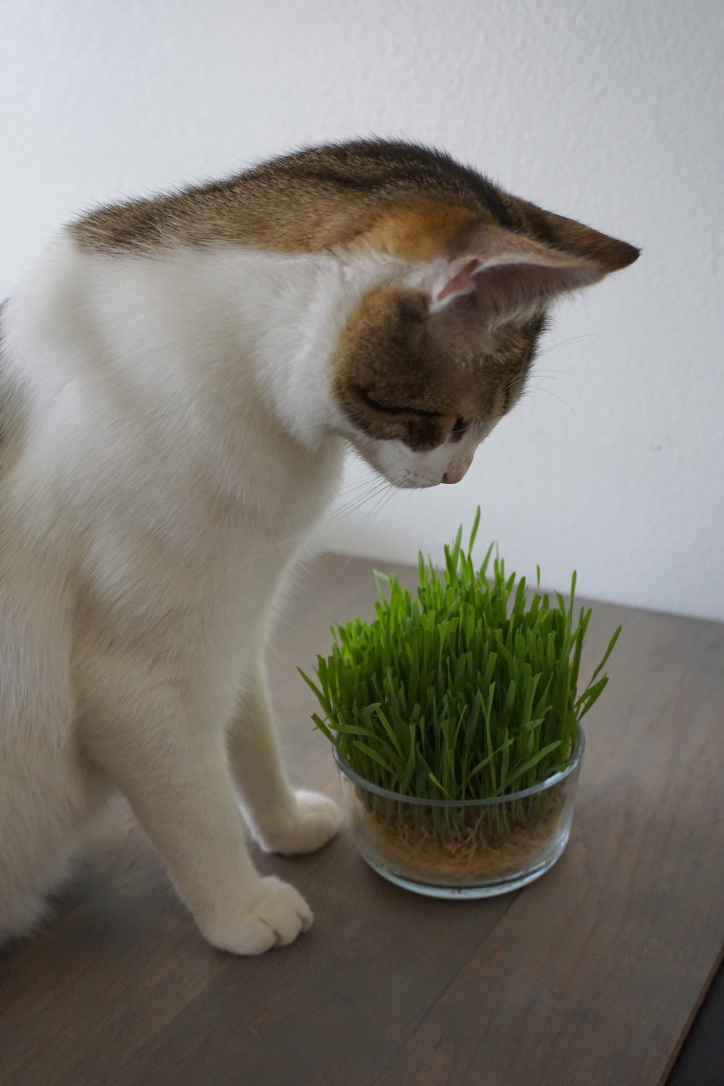 Organic Wheatgrass Kit- Jar w/ 1 oz of seeds