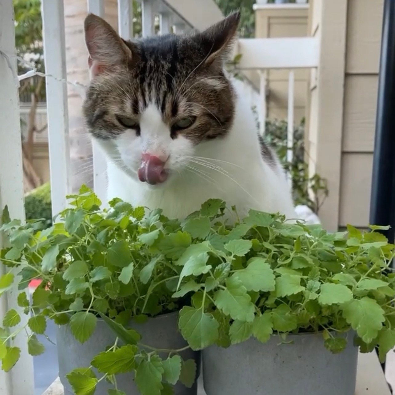 Organic, Non-GMO Catnip Seeds