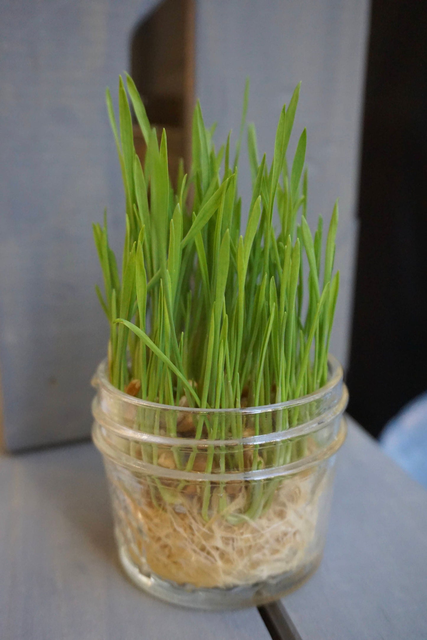 Organic Wheatgrass Kit- Jar w/ 1 oz of seeds