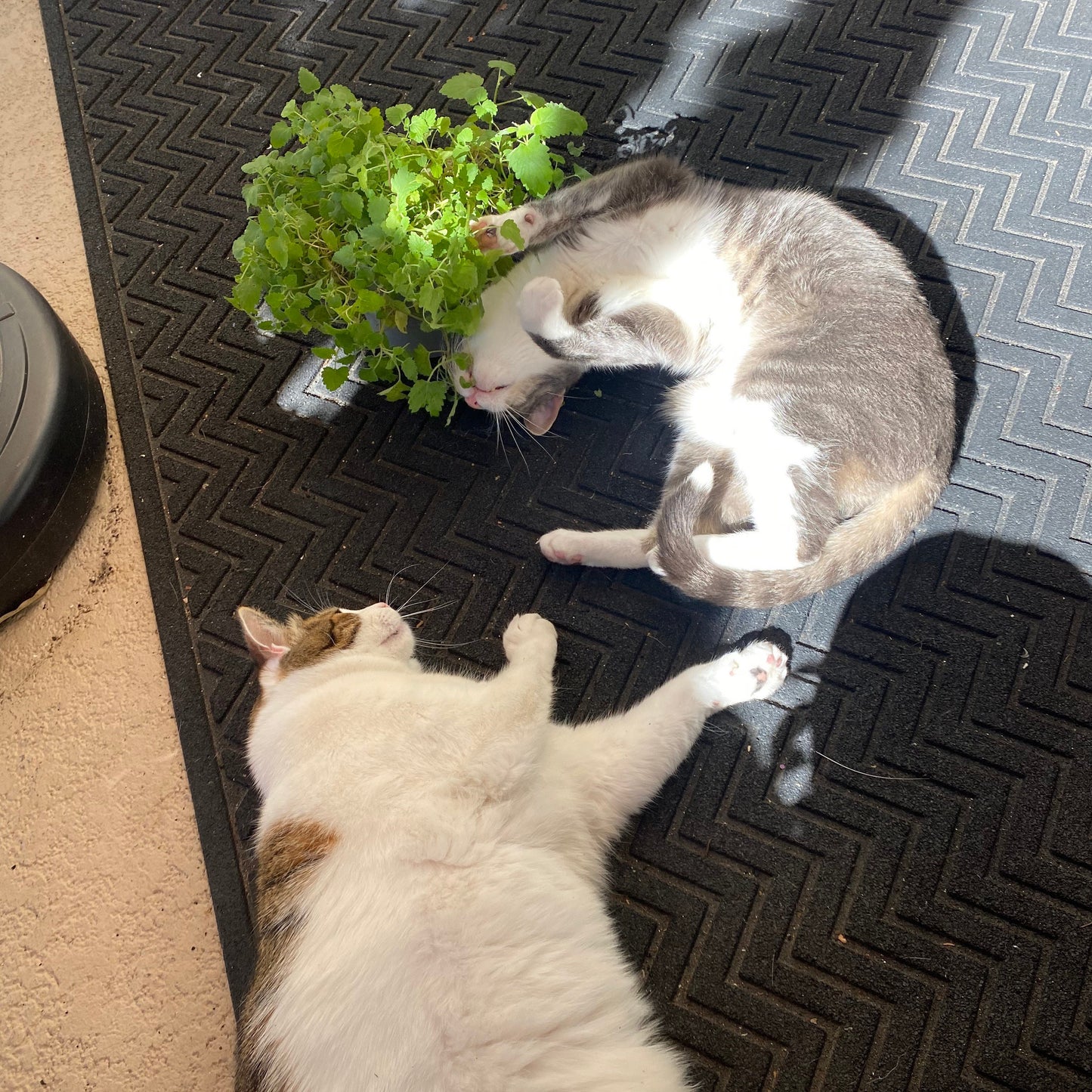 Organic, Non-GMO Catnip Seeds